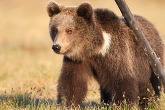 Ein Braunbär: Tallinns Bewohner sollen den Notruf wählen, sobald sie die Tiere in der Stadt sehen. (Symbolbild)