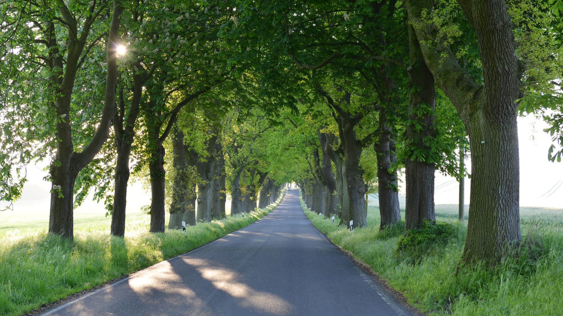 Eine Landstraße in Mecklenburg-Vorpommern: Ein Motorradfahrer ist gegen einen Baum geprallt und gestorben. (Symbolfoto) Eine Landstraße in Mecklenburg-Vorpommern: Ein Motorradfahrer ist gegen einen Baum geprallt und gestorben. (Symbolfoto)