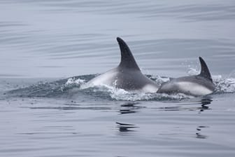 Zwei Weißschnauzendelfine schwimmen an der Wasseroberfläche (Symbolbild): Auf Sylt wurde ein Exemplar der seltenen Säugetiere angespült.