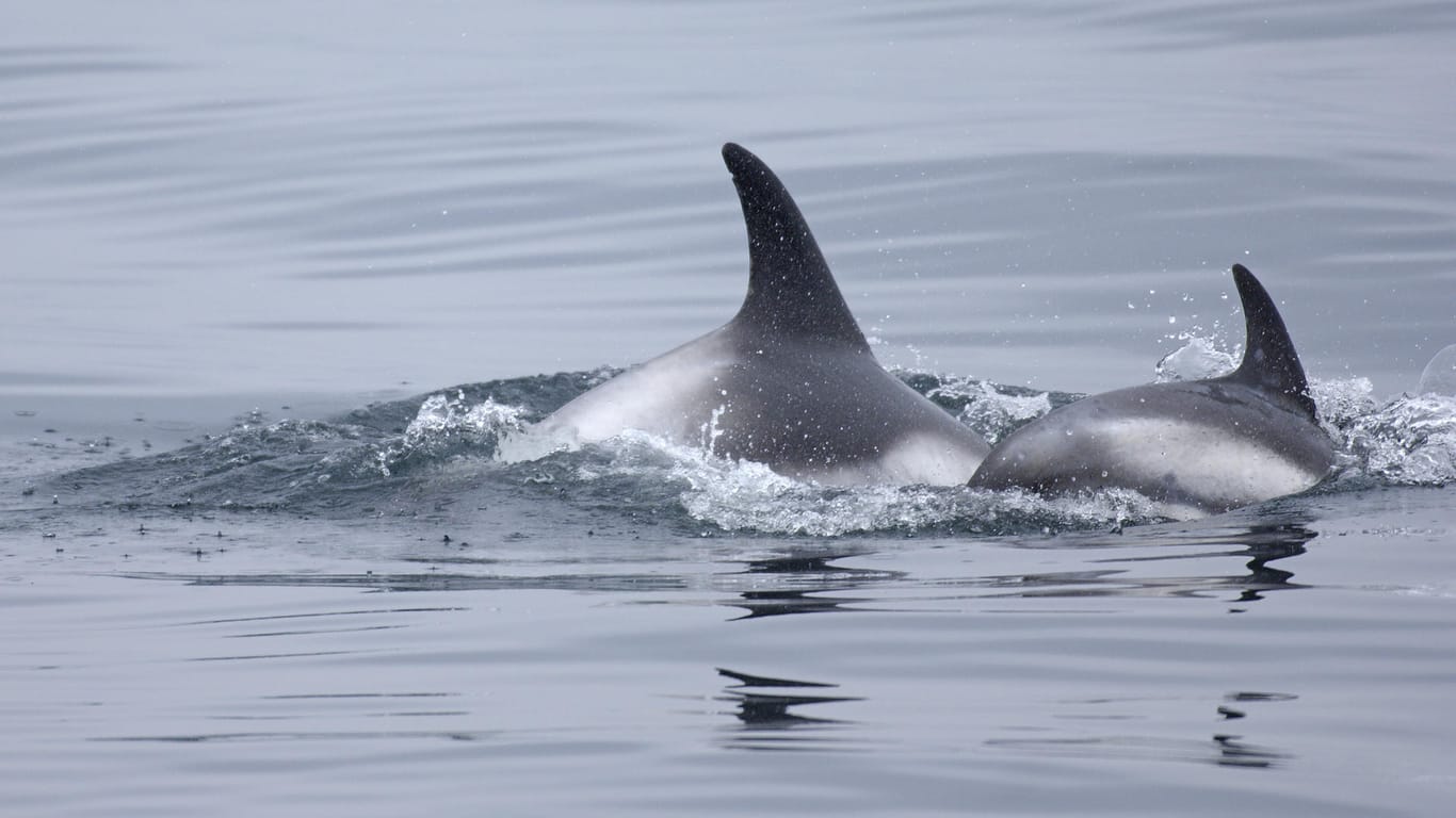 Zwei Weißschnauzendelfine schwimmen an der Wasseroberfläche (Symbolbild): Auf Sylt wurde ein Exemplar der seltenen Säugetiere angespült.