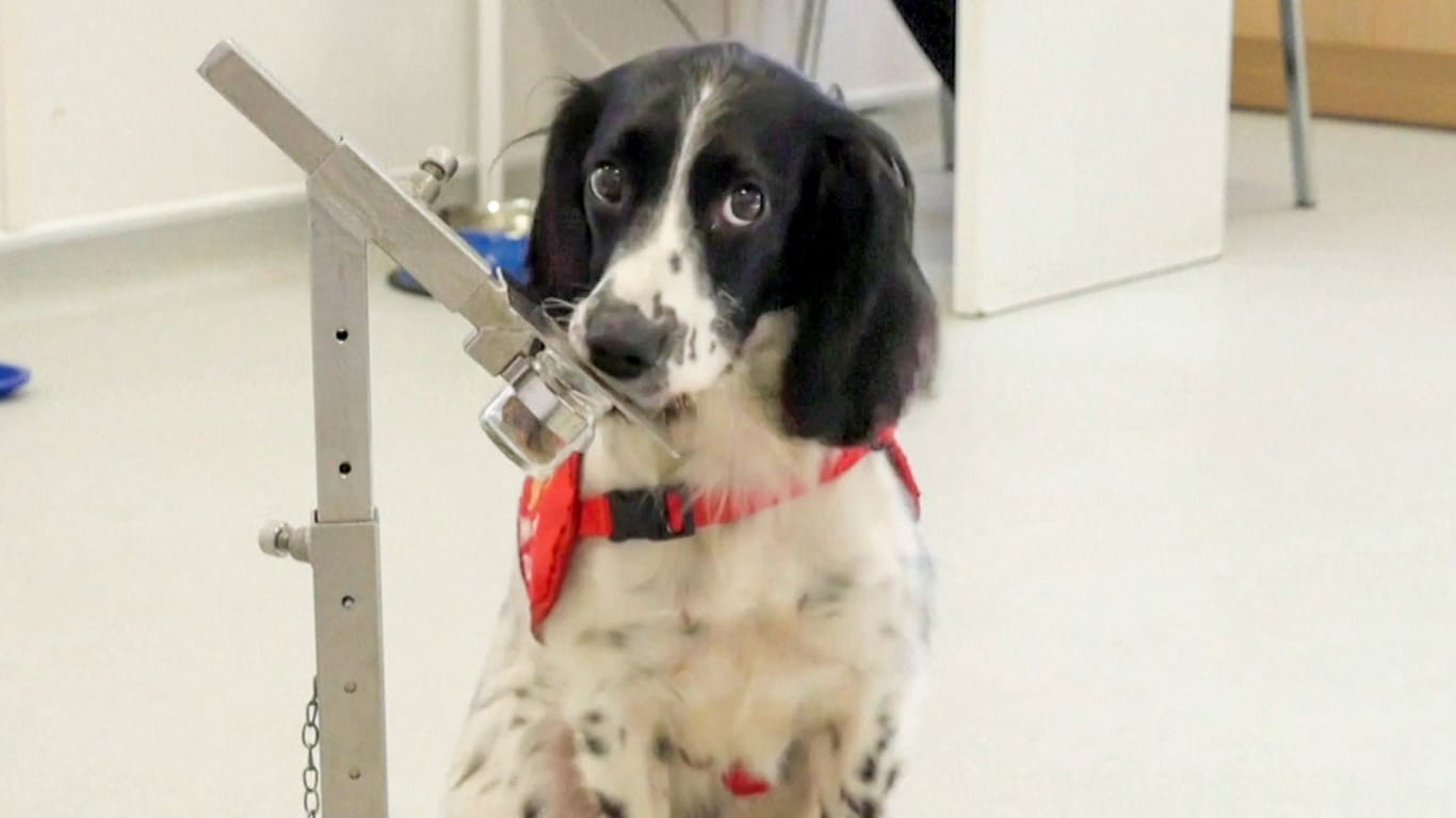 Forscher wollen Hunde auf Geruch von Covid-19 trainieren