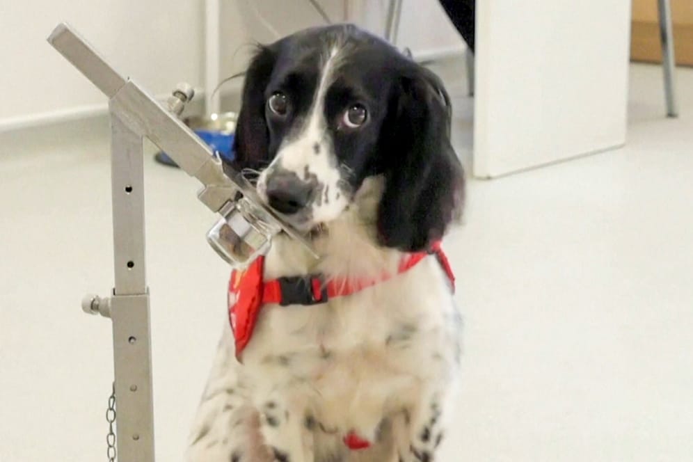Forscher wollen Hunde auf Geruch von Covid-19 trainieren