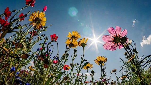 Farbkleckse am Feld: Ein blühender Wiesenstreifen bietet Insekten Futter - auf ähnliche Weise können auch Hobbygärtner den Rand ihres Gemüsebeets bepflanzen.