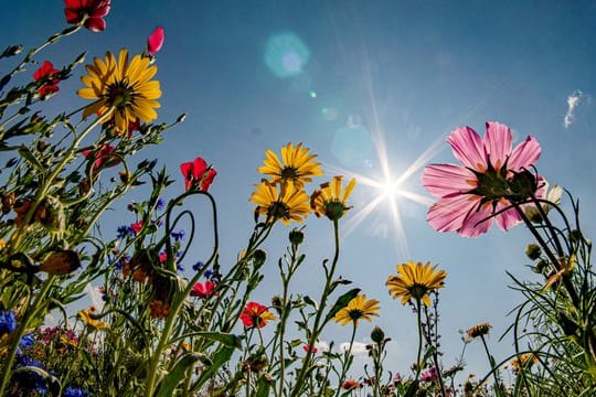 Farbkleckse am Feld: Ein blühender Wiesenstreifen bietet Insekten Futter - auf ähnliche Weise können auch Hobbygärtner den Rand ihres Gemüsebeets bepflanzen.