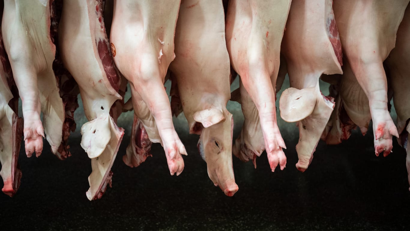 Halbierte Schweine hängen in einem Schlachthof in Niedersachsen: In immer mehr Schlachtbetrieben häufen sich Corona-Infektionen bei Arbeitern.