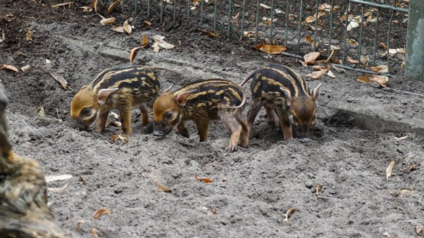 Pinselohrschweine im Kölner Zoo: In dem Zoo sind Jungtiere geboren worden.