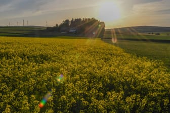 Agrarregion: Der Natur in Deutschland geht es nicht gut, dies zeigt ein Bericht des Bundesumweltminiteriums (Symbolbild).