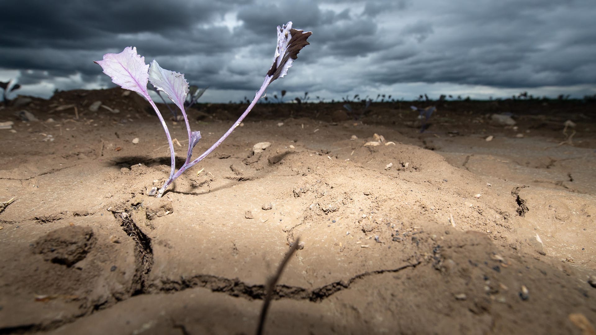 Filderstadt bei Stuttgart: Die Bauern fürchten in diesem Sommer eine verheerende Dürre – nachdem schon die vergangenen Jahre aufgrund des Klimawandels extrem trocken waren.