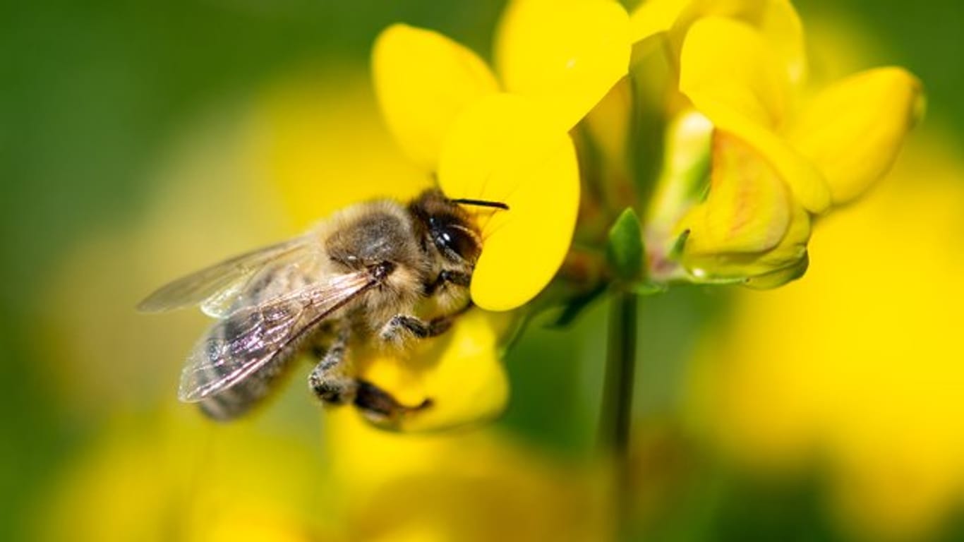 Mehr Pflanzenvielfalt im Garten bedeutet meist auch mehr Nahrung für Bienen.