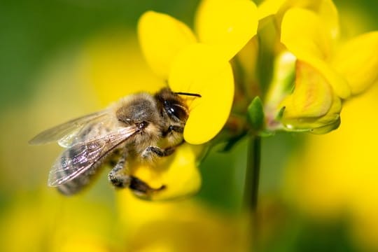 Mehr Pflanzenvielfalt im Garten bedeutet meist auch mehr Nahrung für Bienen.