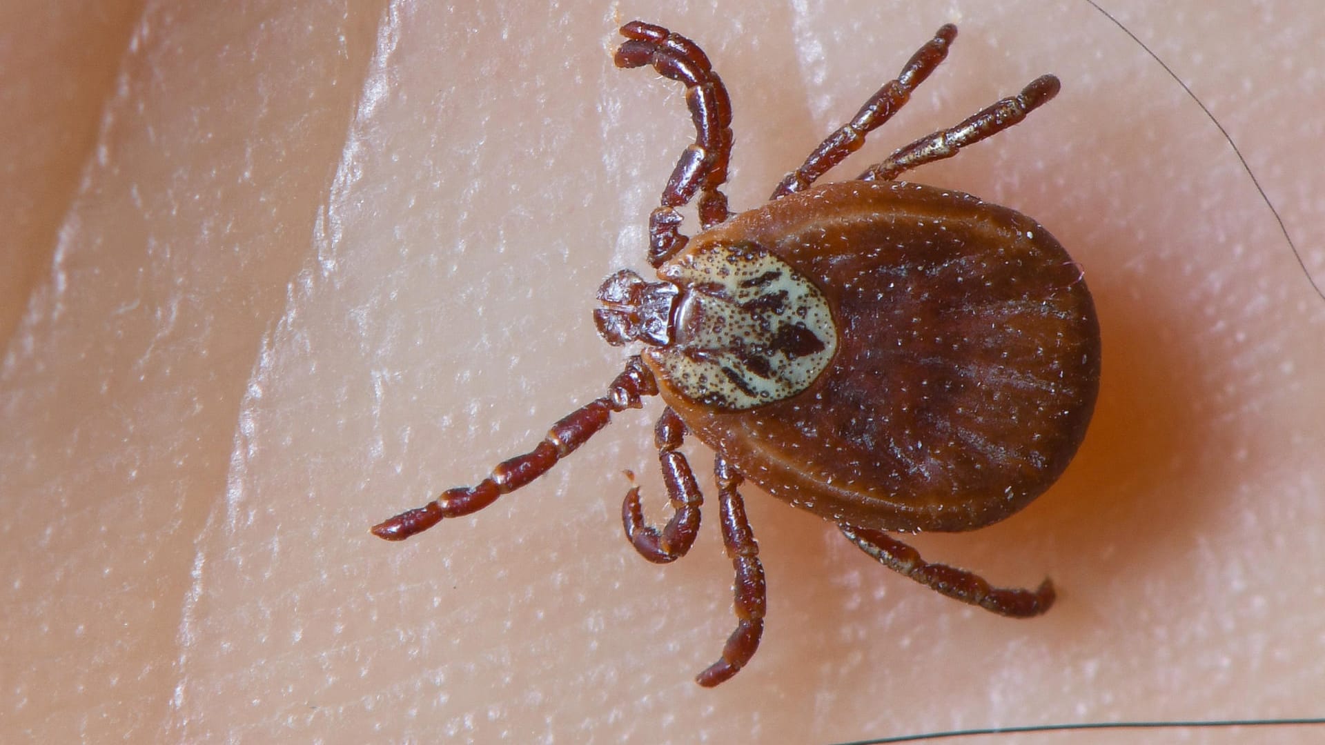 Zecke: Die Insekten können Krankheiten übertragen.