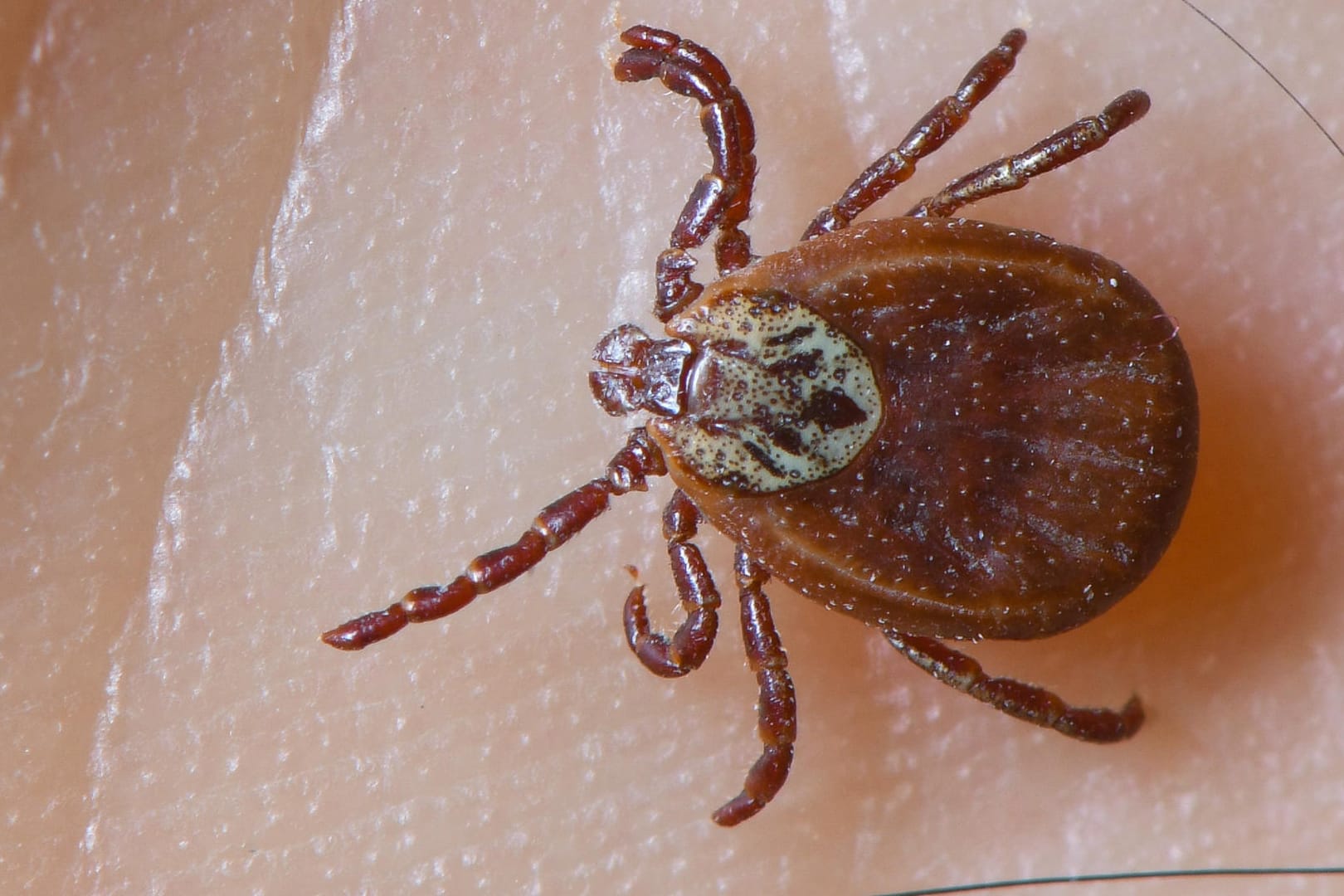 Zecke: Die Insekten können Krankheiten übertragen.