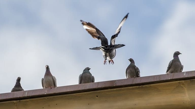 Tauben fernhalten: Der Kot von Tauben verunreinigt Häuser, außerdem kann er gesundheitsgefährdende Erreger enthalten.