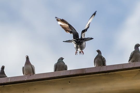 Tauben fernhalten: Der Kot von Tauben verunreinigt Häuser, außerdem kann er gesundheitsgefährdende Erreger enthalten.