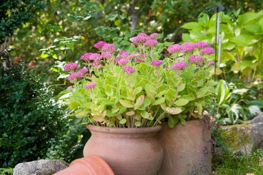 Die Fetthenne, auch als Sedum bekannt, hat dicke Blätter, die Wasser gut speichern können.