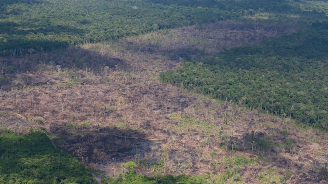 Luftblick auf abgeholzte Fläche des Amazonas.