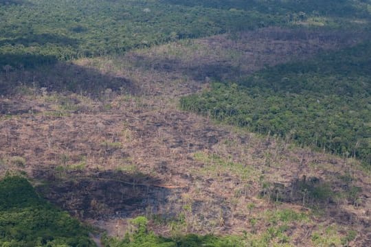 Luftblick auf abgeholzte Fläche des Amazonas.