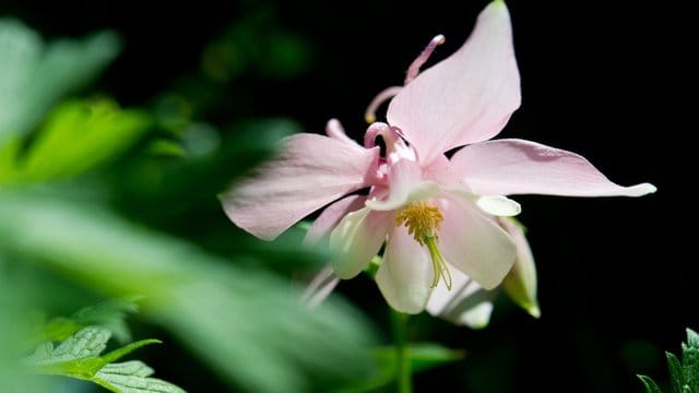 Akelei: Die Akelei ist ein Gewächs für die schattigen Orte im Garten.