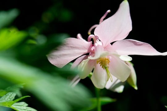 Akelei: Die Akelei ist ein Gewächs für die schattigen Orte im Garten.