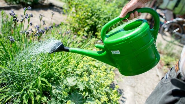 Pflanzen brauchen Wasser nicht nur dann, wenn sie Anzeichen für Trockenheit zeigen - für ein optimales Wachstum ist das regelmäßige Gießen wichtig.