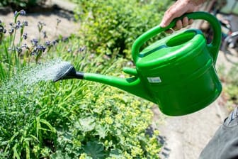 Pflanzen brauchen Wasser nicht nur dann, wenn sie Anzeichen für Trockenheit zeigen - für ein optimales Wachstum ist das regelmäßige Gießen wichtig.