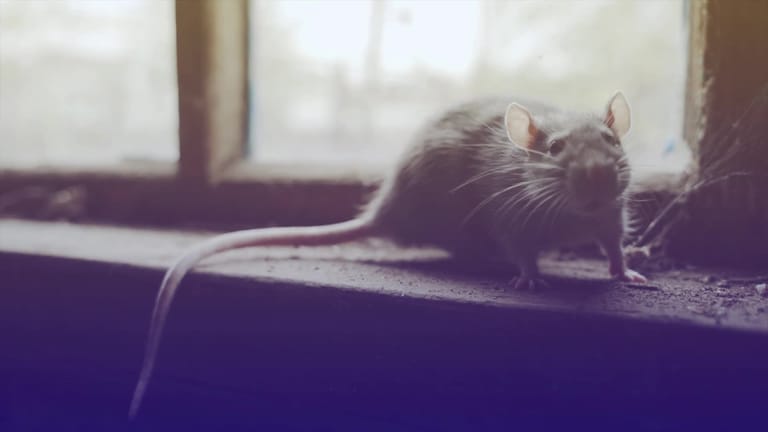 Ratten übertrugen Erreger auf den Menschen: Die Pest forderte weltweit mehr Todesopfer als alle anderen Seuchen.