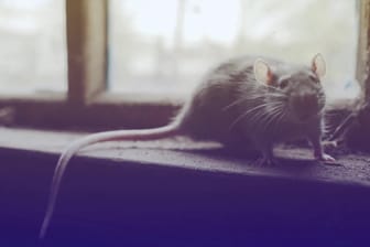 Ratten übertrugen Erreger auf den Menschen: Die Pest forderte weltweit mehr Todesopfer als alle anderen Seuchen.