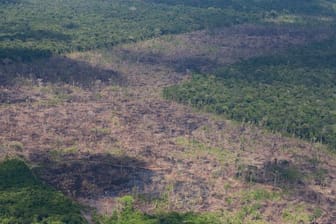Abgeholzte Fläche im Amazonas-Regenwald: Eine Studie offenbart nun die dramatischen Folgen.
