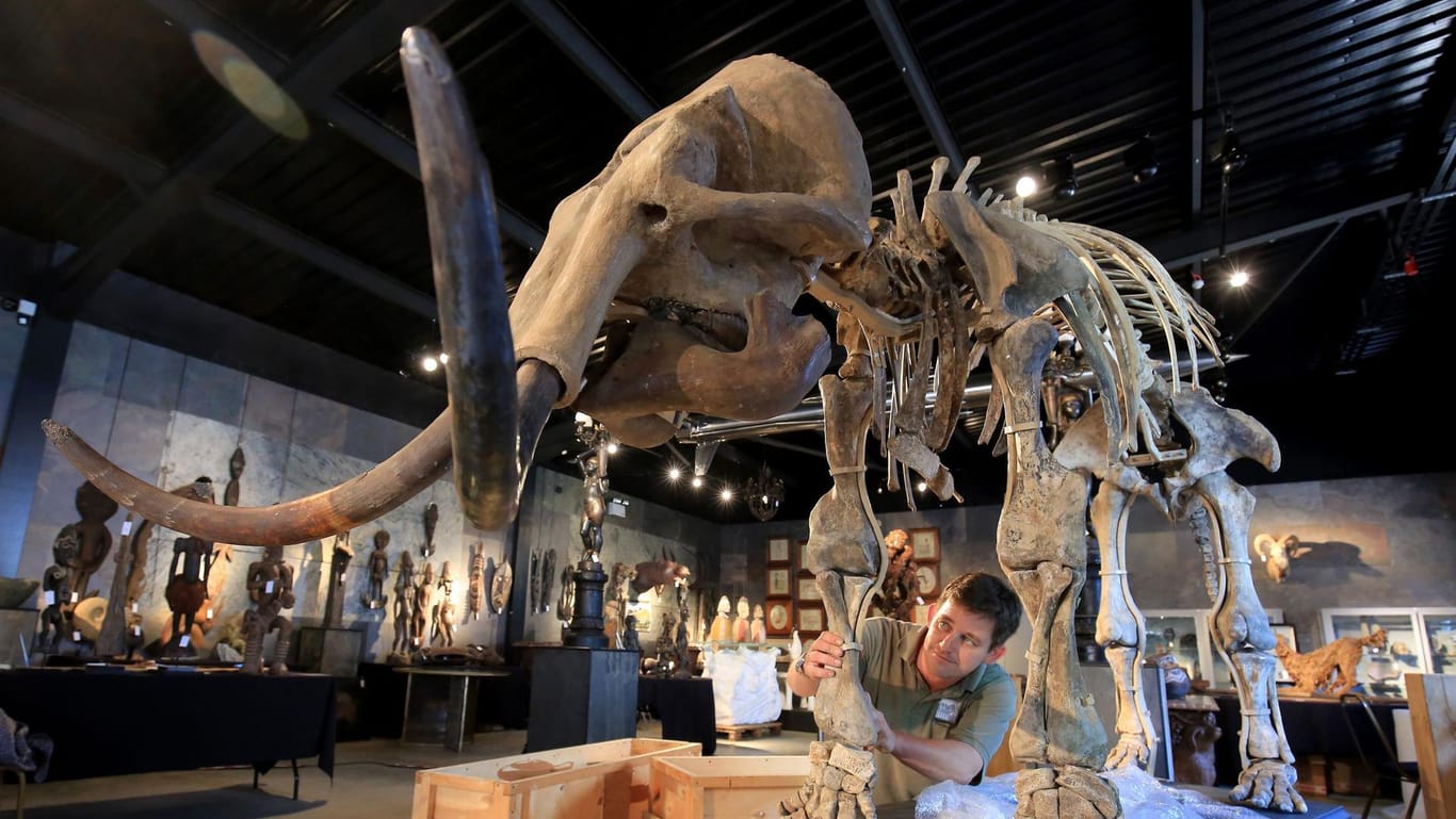Das Skelett eines Mammuts (Symbolbild): Bei Bauarbeiten sind in Mexiko-Stadt die Überreste von Dutzenden Mammuts entdeckt worden.