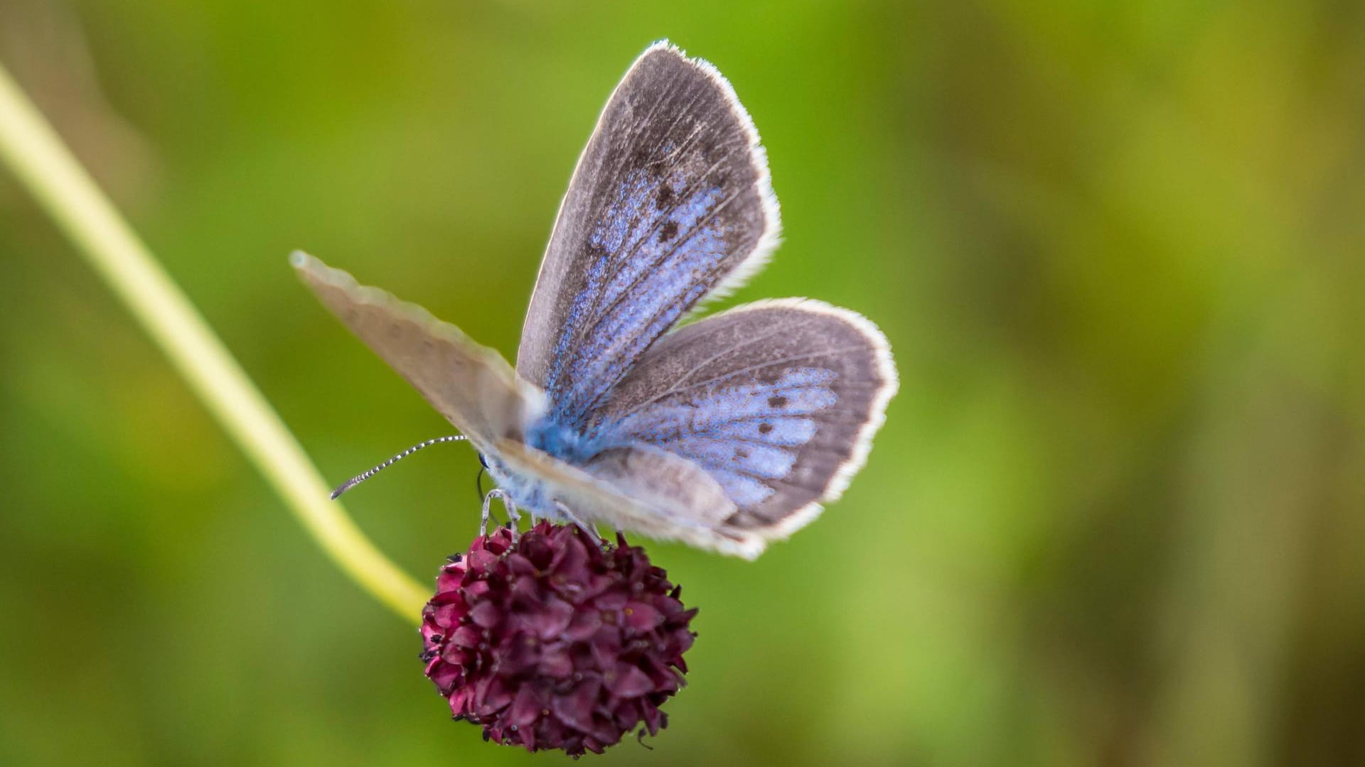 Dunkler Wiesenknopf-Ameisenbläuling: Der Schmetterling hat sich auf eine einzige Pflanze spezialisiert, die zunehmend verschwindet.