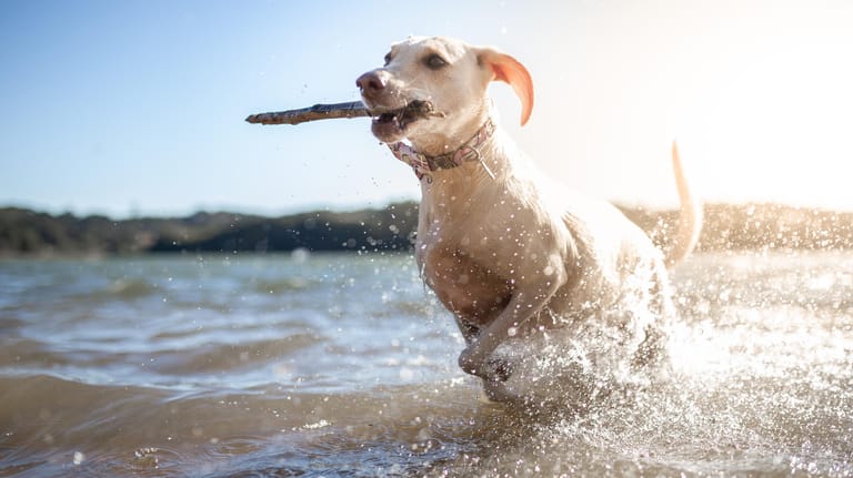 Baden mit Hund: Auch wenn die meisten Flüsse und Seen für Halter noch zu kalt zum Schwimmen sind, springen viele Tiere begeistert hinein.