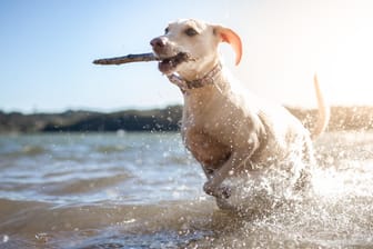 Baden mit Hund: Auch wenn die meisten Flüsse und Seen für Halter noch zu kalt zum Schwimmen sind, springen viele Tiere begeistert hinein.