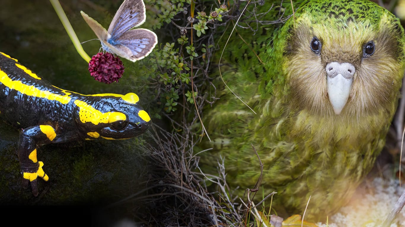 Feuersalamander, Wiesenknopf-Ameisenbläuling und Kakapo: Nur drei von unzähligen bedrohten Tierarten.