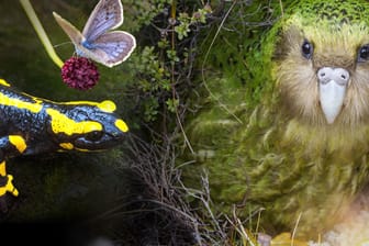 Feuersalamander, Wiesenknopf-Ameisenbläuling und Kakapo: Nur drei von unzähligen bedrohten Tierarten.