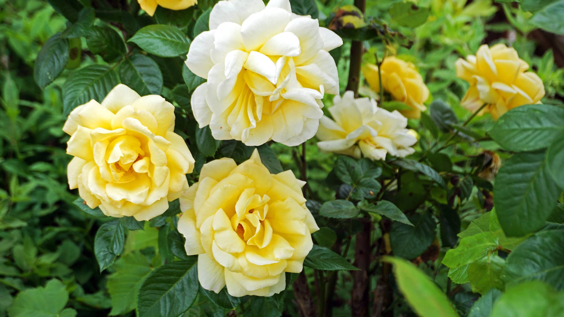 Rosenblüte: Frühlingsrosen eröffnen bereits im Monat Mai das Rosenjahr.