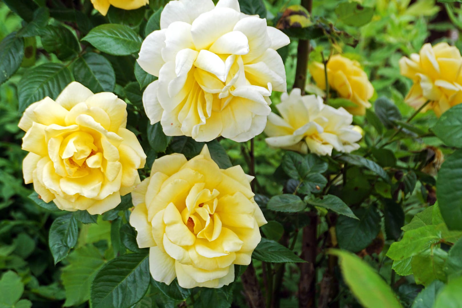 Rosenblüte: Frühlingsrosen eröffnen bereits im Monat Mai das Rosenjahr.