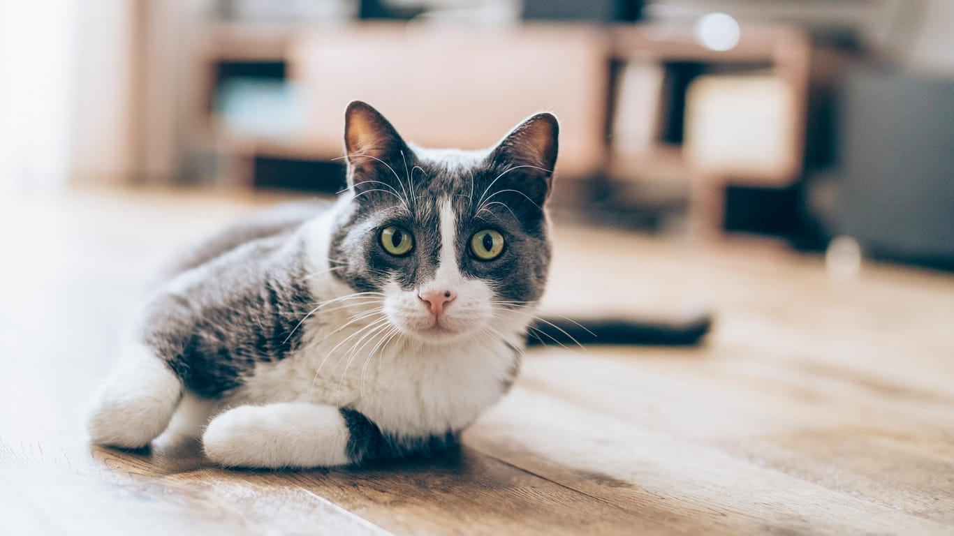 Coronavirus bei Katzen: Eine Übertragung unter Hauskatzen konnte in einer Studie nachgewiesen werden.