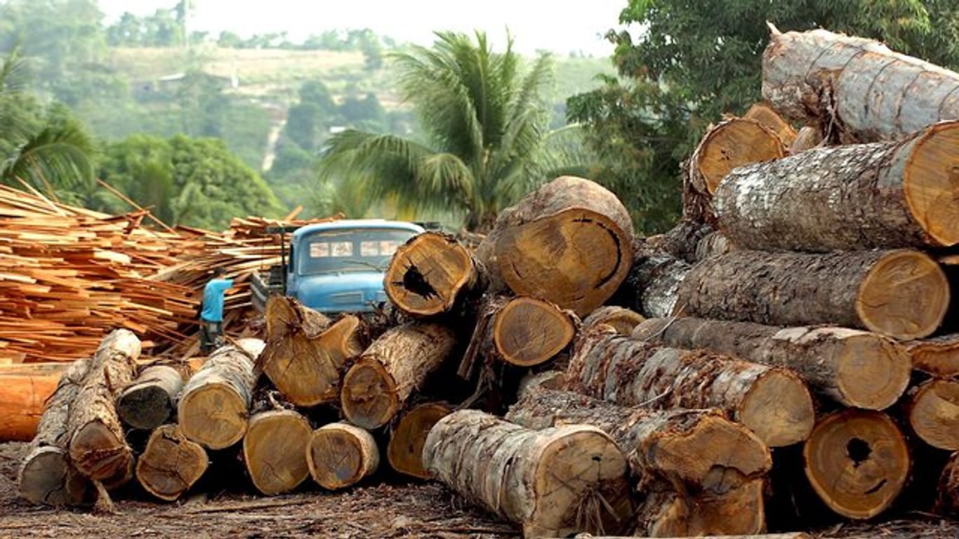 Baumstämme werden in einer Holzfabrik in Brasilien verarbeitet.