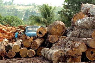 Baumstämme werden in einer Holzfabrik in Brasilien verarbeitet.