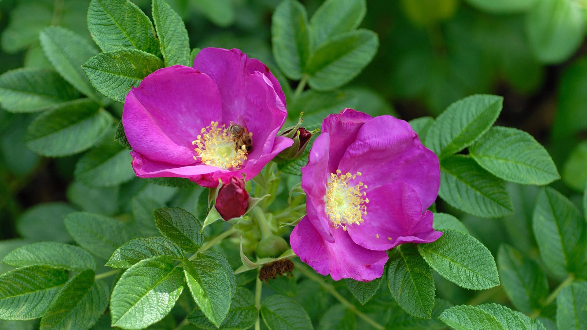 Rugosa-Hybriden: Sie erinnern an Wildrosen, passen gut in naturnahe Gärten und sind bienenfreundlich.