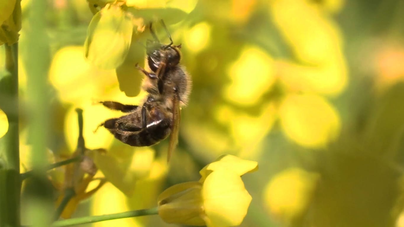 Für Artenvielfalt: Wie dieser Landwirt die Bienen retten will.