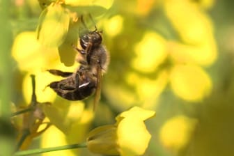 Für Artenvielfalt: Wie dieser Landwirt die Bienen retten will.