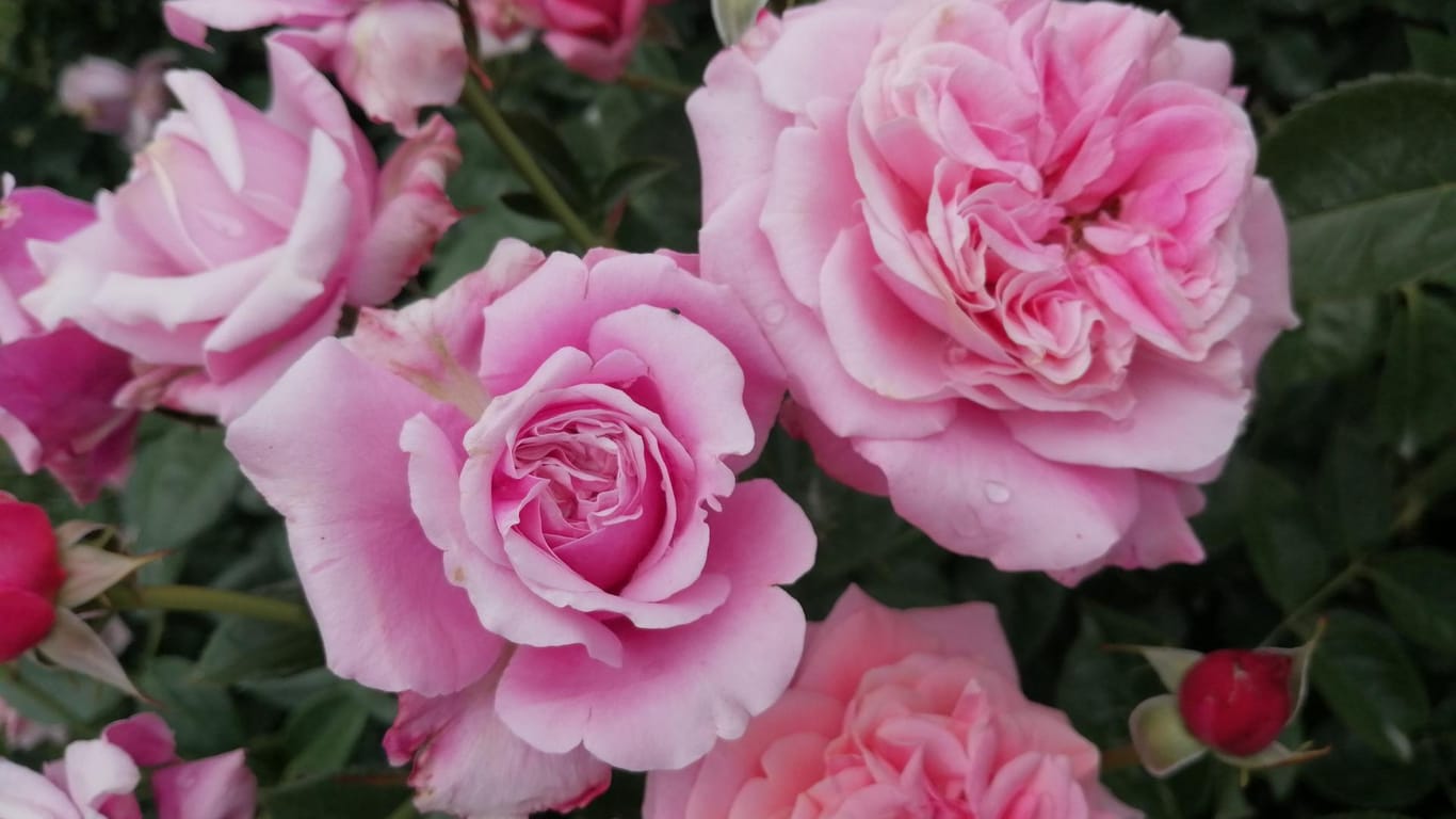 Edelrose 'Comeback': Diese rosafarbene Sorte ist derzeit eine der Favoriten von Andreas Barlage.