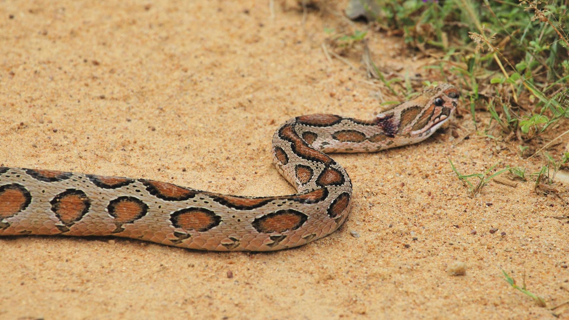 Kettenviper: Mit solch einem Tier hat ein Mann in Indien versucht seine Frau zu töten (Symbolbild).