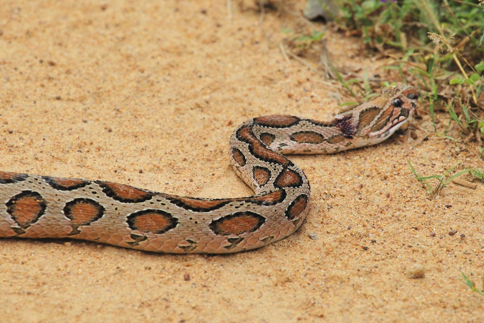 Kettenviper: Mit solch einem Tier hat ein Mann in Indien versucht seine Frau zu töten (Symbolbild).