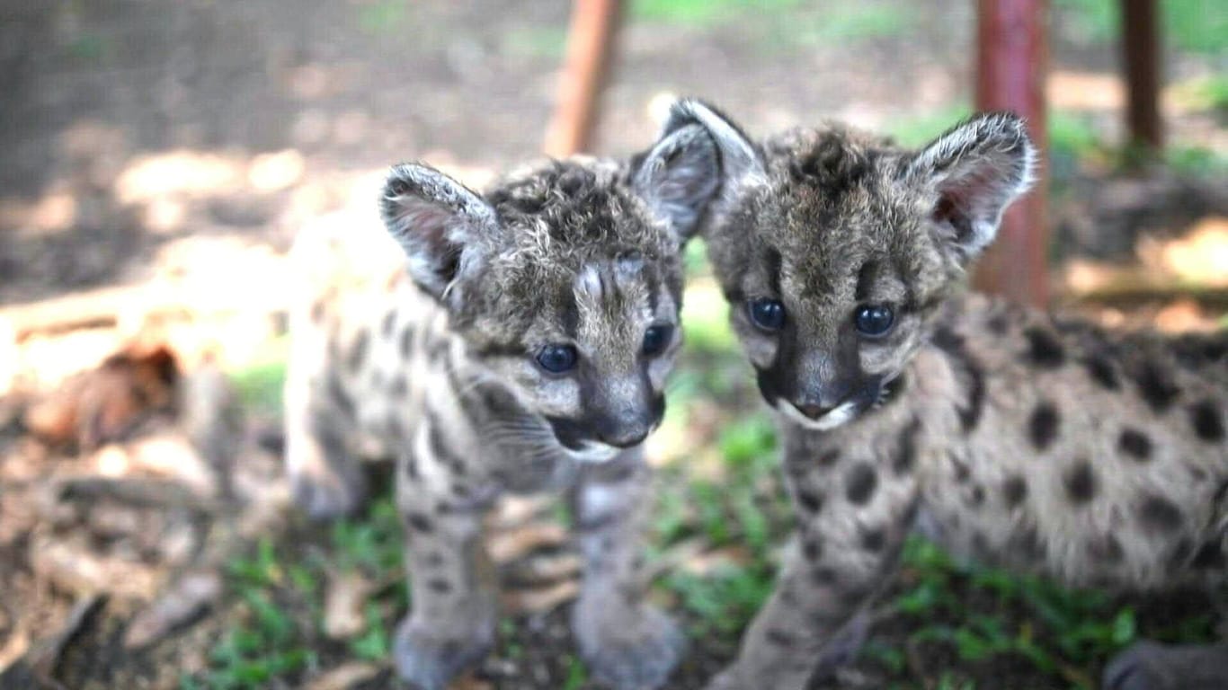 Puma-Nachwuchs in einem mexikanischen Zoo: Das Weibchen heißt Pandemia, das Männchen Cuarantena.