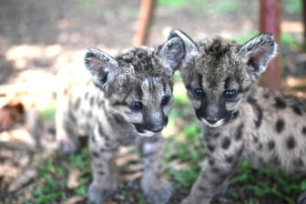 Puma-Nachwuchs in einem mexikanischen Zoo: Das Weibchen heißt Pandemia, das Männchen Cuarantena.