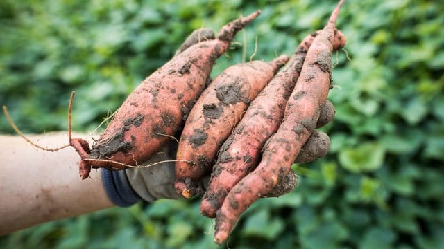 Süßkartoffeln: Das Gemüse bildet keine Knollen aus, sondern Speicherwurzeln.