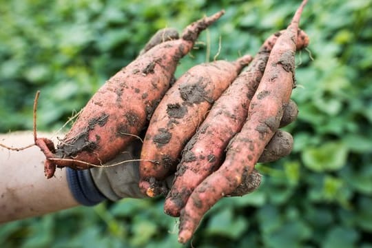 Süßkartoffeln: Das Gemüse bildet keine Knollen aus, sondern Speicherwurzeln.