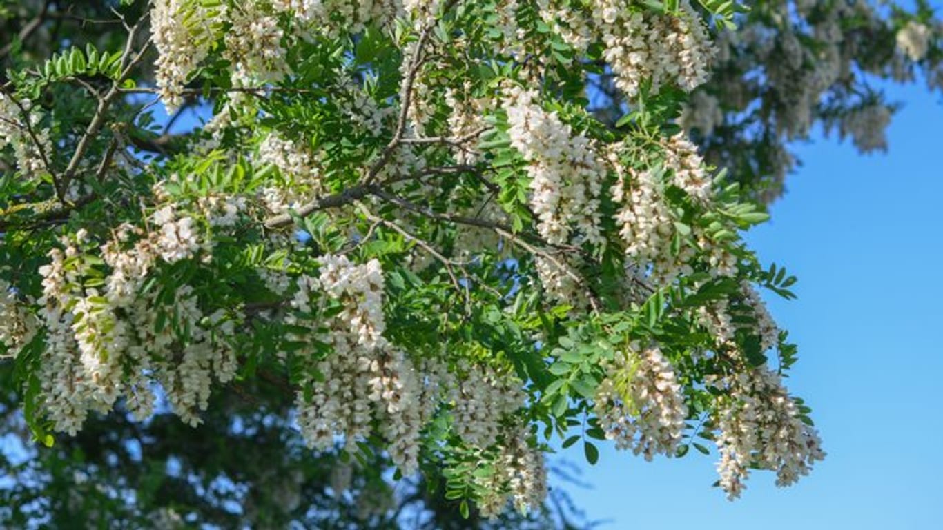 Im Frühjahr bildet die Robinie weiße Blütenstände, die traubenartig von der Krone herabhängen.